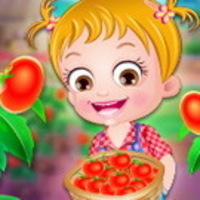 Baby Hazel Tomato Farming