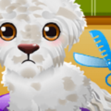 Stray Puppy Care Traditional