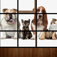 Dog Puzzle