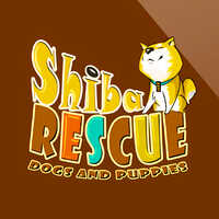 Shiba Rescue Dogs And Puppies